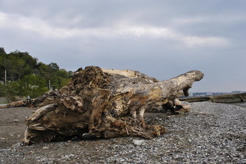 The root of the tree on the shore.