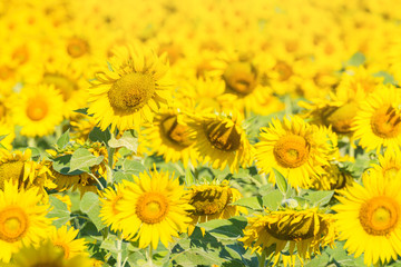 Beautiful landscape with field of blooming sunflowers field over bright sun lights.Thailand.