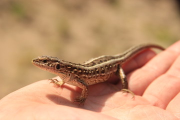 A little brown lizard sits on the palms. Close-up