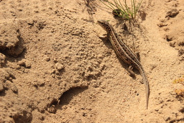 A little brown lizard runs across the brown sands of the desert.