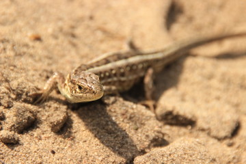 A little brown lizard runs across the brown sands of the desert.