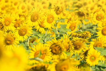 Beautiful landscape with field of blooming sunflowers field over bright sun lights.Thailand.