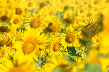 Beautiful landscape with field of blooming sunflowers field over bright sun lights.Thailand.
