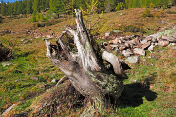 Alpine pasture in the colors and the light of autumn