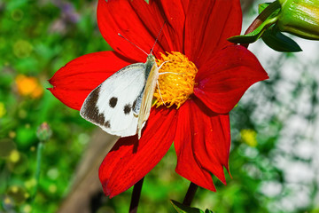 White daytime butterfly Pieris brassicae on bright red flower Dahlia closeup, summer landscape
