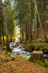 Torrente di montagna nel bosco