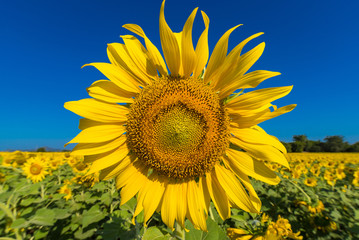 Naklejka premium Beautiful landscape with field of blooming sunflowers field over cloudy blue sky and bright sun lights.Thailand.