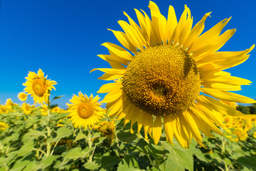 Naklejka premium Beautiful landscape with field of blooming sunflowers field over cloudy blue sky and bright sun lights.Thailand.
