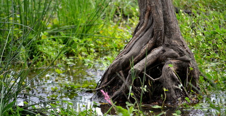Tree in water