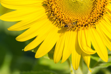 Obraz premium The little bee is sucking sweet water from the blossoming sunflower.Thailand.