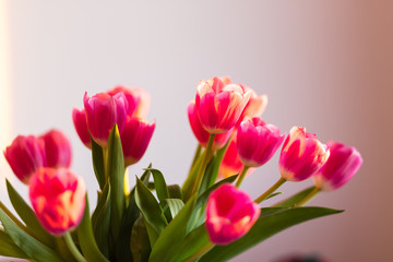 Obraz premium bouquet of pink tulips