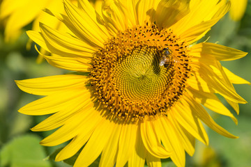Obraz premium The little bee is sucking sweet water from the blossoming sunflower.Thailand.