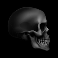 Human Skull