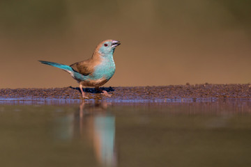 Blue waxbill or Southern Cordonbleu drinking at a waterhole  in Zimanga Game Reserve in South Africa 