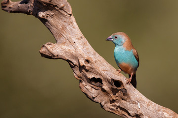 Blue waxbill or Southern Cordonbleu on a branch in Zimanga Game Reserve in South Africa
