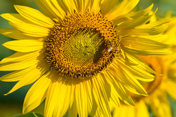 Obraz premium The little bee is sucking sweet water from the blossoming sunflower.Thailand.