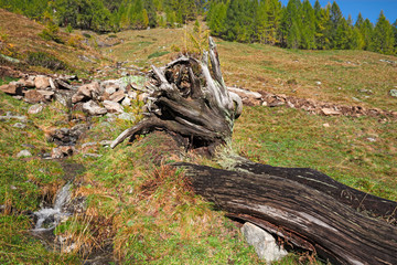Alpine pasture in the colors and the light of autumn