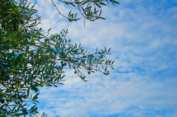 Olive tree branch in the sky background
