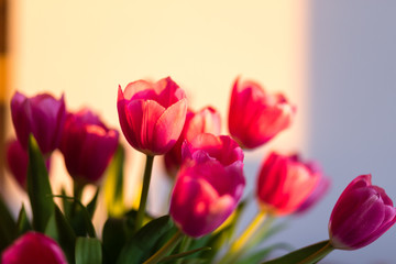 Fototapeta premium bukiet tulipanów