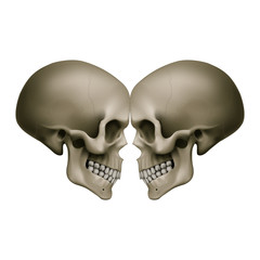 Human Skull