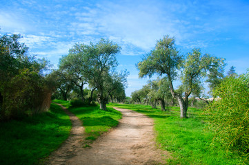Fototapeta na wymiar Brown walk path in olive park