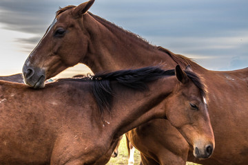 A herd of horses grazes and frolics with each other at sunset. Farm life