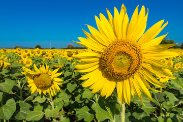 Fototapeta premium Beautiful landscape with field of blooming sunflowers field over cloudy blue sky and bright sun lights.Thailand.