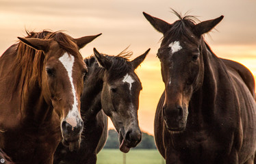 A herd of horses grazes and frolics with each other at sunset. Farm life