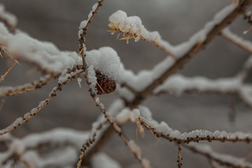 Первый снег 
