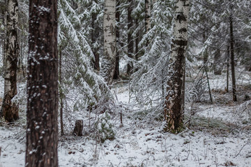 Первый снег 