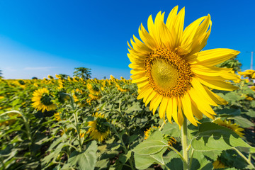 Beautiful landscape with field of blooming sunflowers field over cloudy blue sky and bright sun lights.Thailand.