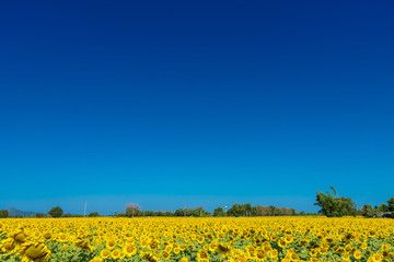 Obraz premium Beautiful landscape with field of blooming sunflowers field over cloudy blue sky and bright sun lights.Thailand.