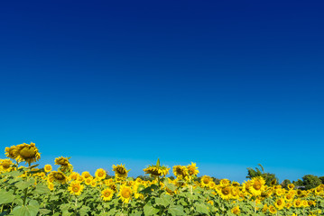 Beautiful landscape with field of blooming sunflowers field over cloudy blue sky and bright sun lights.Thailand.