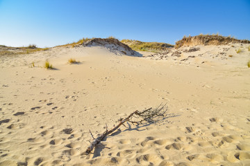 Ast am Strand der Insel Amrum