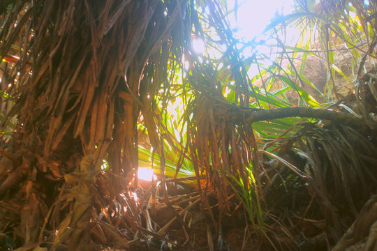 In undergrowth of wild aloe.