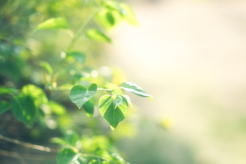 Obraz premium Leaves under Green Background 