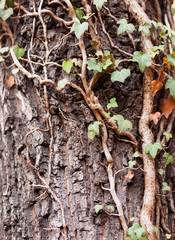 Ivy on a tree trunk