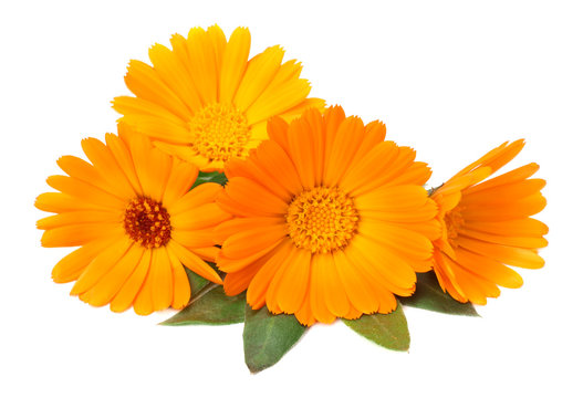 marigold flowers with green leaf isolated on white background. calendula flower.