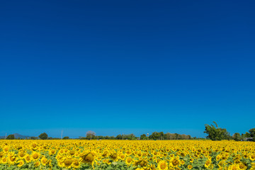 Fototapeta premium Beautiful landscape with field of blooming sunflowers field over cloudy blue sky and bright sun lights.Thailand.