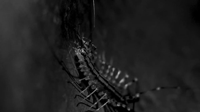 Close up Scutigera coleoptrata, eerie insect in the sink. Scary creature with lots of legs, space for text, slow motion, black and white