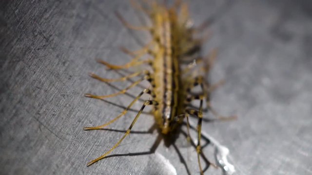 Close up Scutigera coleoptrata, eerie insect in the sink. Scary creature with lots of legs, space for text, slow motion