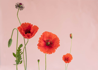 Beautiful red poppies with its buds and leaves on pink background