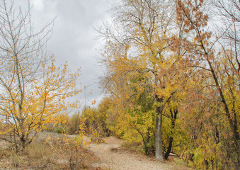 Fototapeta premium Trees on sand in the autumn cloudy afternoon