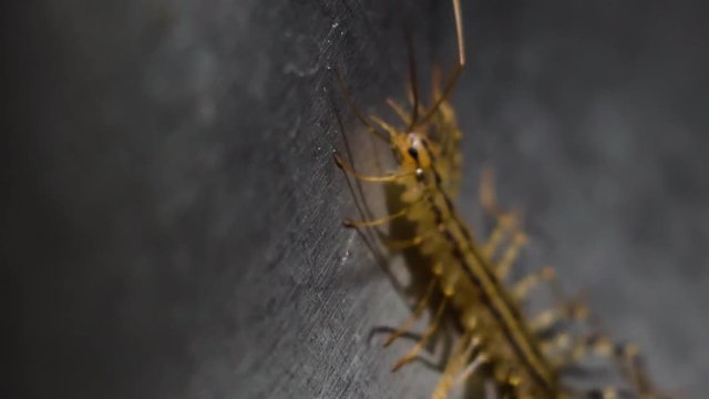Close up Scutigera coleoptrata, eerie insect in the sink. Scary creature with lots of legs, space for text, slow motion