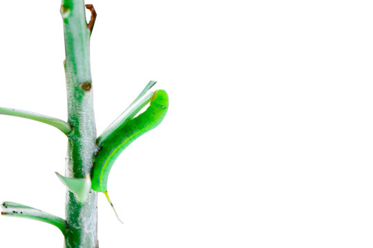 Butterfly caterpillar eating adenium leaves. isolated on white background.