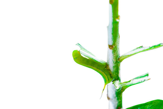 Butterfly caterpillar eating adenium leaves. isolated on white background.