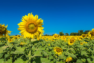 Beautiful landscape with field of blooming sunflowers field over cloudy blue sky and bright sun lights.Thailand.