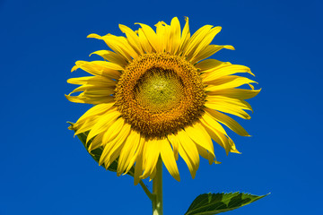 Naklejka premium Beautiful landscape with field of blooming sunflowers field over cloudy blue sky and bright sun lights.Thailand.