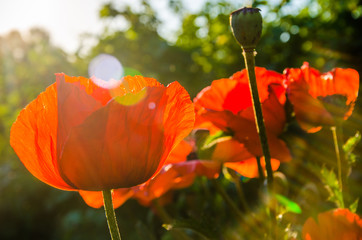 red poppies in the morning light. large red petals