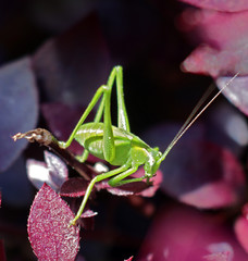 grasshopper on a purple leaf